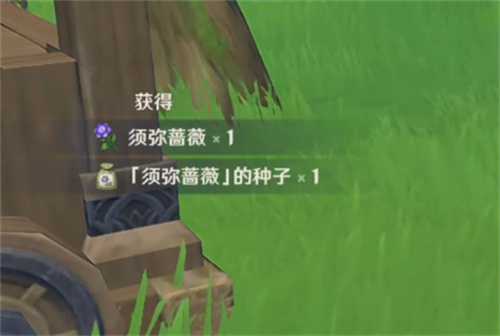 原神须弥蔷薇的种子怎么获得 收集须弥蔷薇的种子攻略
