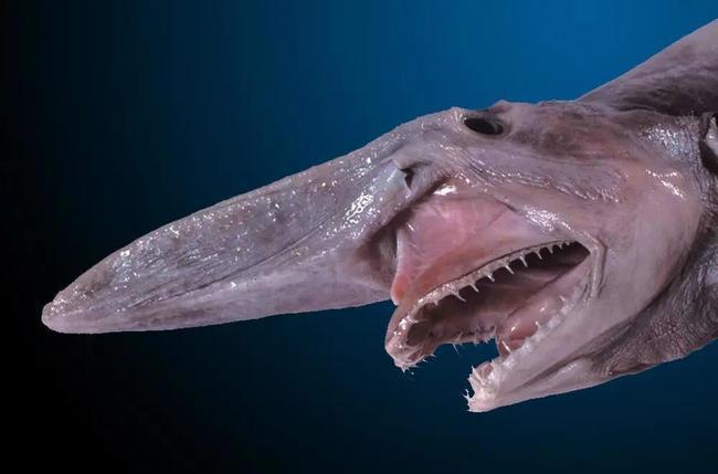世界十大恐怖怪鱼图片