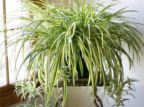 《支付宝》蚂蚁庄园2022年8月19日每日一题答案(2)