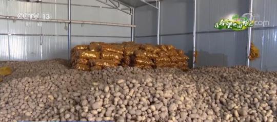 马铃薯进入收获季 按质分拣物尽其用