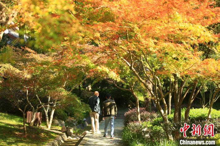 枫叶展露红颜醉游客 南京栖霞山开启赏秋季