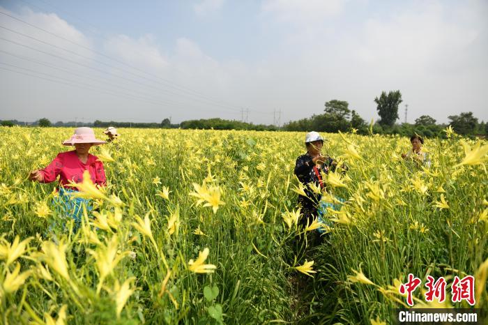 全国商品粮基地县山西曲沃 农业全面丰收铺就乡村振兴路