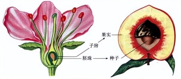 草莓的“种子”为什么裸露在外呢？大有讲究