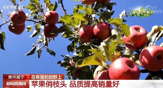 品质提高销量好 贵州威宁红苹果成为村民增收致富果