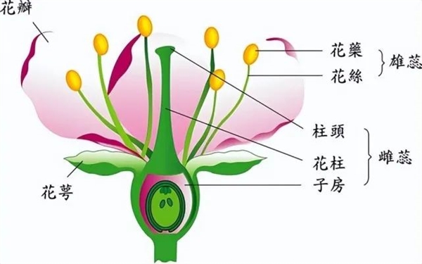 草莓的“种子”为什么裸露在外呢？大有讲究