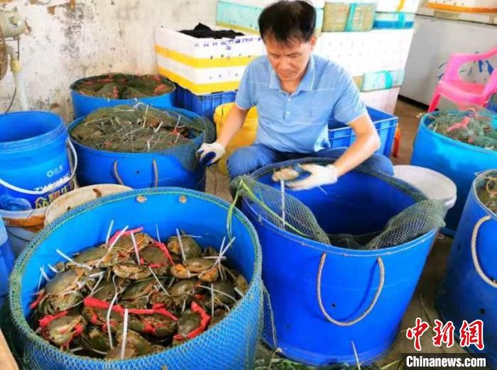 一蟹上桌胜百味 台山青蟹畅销大湾区