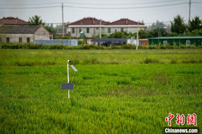 探访江苏盐城智慧农场 3名90后在屏幕上种地