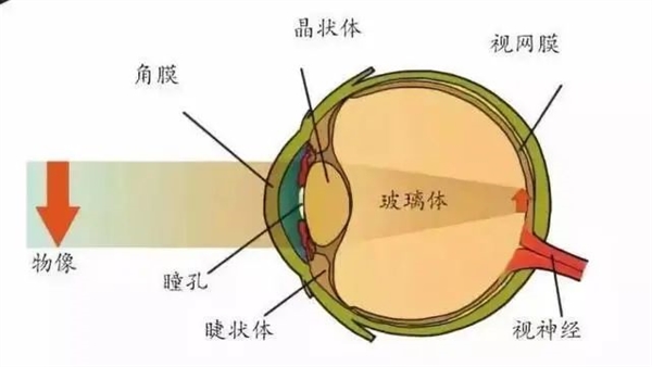 7亿中国人近视！到底是基因的突变？还是环境的变化？