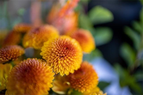 佳能RF24mm F1.8曝光！官方：大光圈与高画质 带来更好的拍照体验