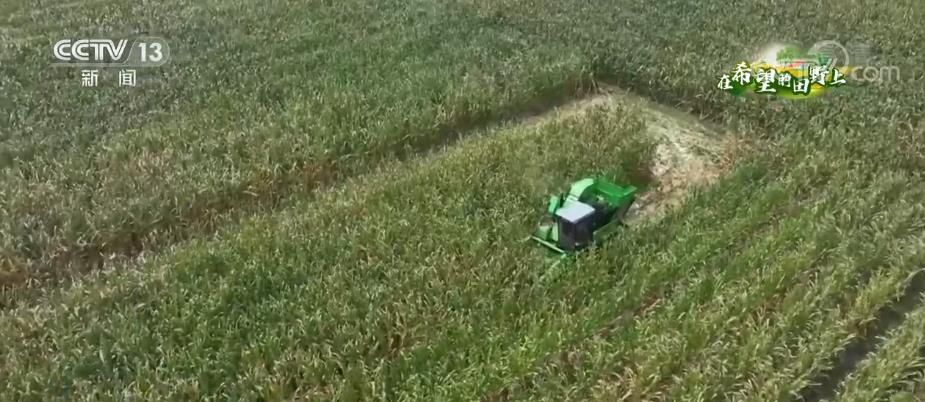 百万亩玉米丰收 机收一条龙提高生产效率